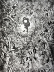 Le vertige du champignon